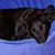 Patricia Fazio Mycko's profile image