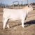 Cody White's profile image