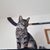 Kelly Shotis Campeau's profile image