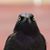 Dan Crowe's profile image