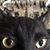 Jeph Nor's profile image