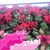 Claudette Glynn-Lam's profile image