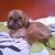 Cheryl Determan's profile image
