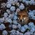 Deborah Lewis-Moss's profile image