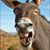 Robert Abrams's profile image