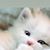 Laura A Rose's profile image