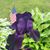 Pam Blan's profile image