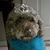 Willa Snickerdoodle Robbin's profile image