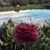 Stacey Moroney's profile image