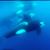 Julie Thornton's profile image
