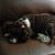 Susan Glitschka's profile image