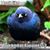 Joe Hula's profile image