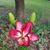 Elaine Jones's profile image