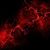 Christine Morton's profile image