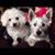 Cindy Redd Frasco's profile image
