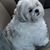 Alma Spence's profile image
