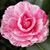 Leslie Belton's profile image