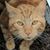 Geri Katz's profile image