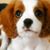 Sandi Johnson's profile image