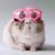 Joni Dalgar's profile image