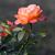 Sandy Koch's profile image