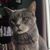 Chrissie Phillips Segal's profile image