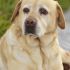 SHELIA L.'s profile image