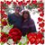 Shelby Gene McCann's profile image