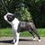 Leslyn Iowana Bostons's profile image