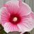 Ann-Marie Becker Cassibry's profile image