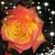 Susan Brusco's profile image