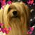 Hetty Thomae's profile image