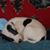 Patrick Joseph Servais's profile image