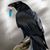 Tristan David Luciotti's profile image