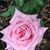 Diane Martin's profile image