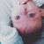 Danielle Raybuck's profile image