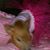 Lizzie Bella Helmer's profile image