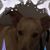 Annie Palethorpe Jones's profile image