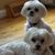 Lisa Ferencuha's profile image