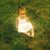 Debbie Pitrelli's profile image