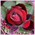Janet Vancamp's profile image