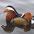 Mandarian Duck Montenegro's profile image
