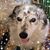 Ann Carroll's profile image