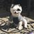 Freddy Yonan's profile image
