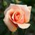 Madonna Wozny's profile image