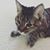 Alice Lai's profile image