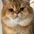 Ratin Ara Rouf's profile image