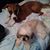 Sharon Hamilton's profile image