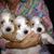 Patti Whitlock's profile image