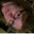 Allison Ryan's profile image